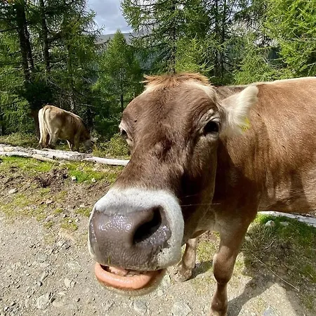 بيت للعطل Nocky Mountains And *