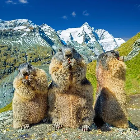 Nocky Mountains And *
